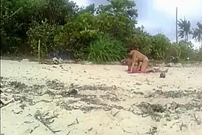 Hidden Beach Love Motion
